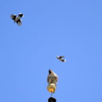 Blue Jays attack Red-tailed Hawk