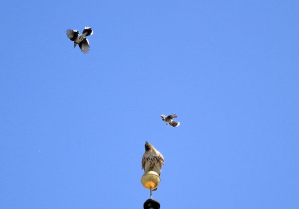 Blue Jays attack Red-tailed Hawk