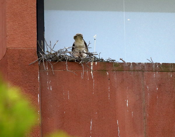 Hawk baby pooping over the nest ledge