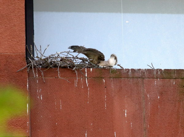 Hawk baby stretching its wings on nest ledge