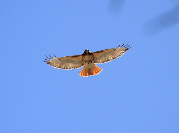 Washington Square Red-tailed Hawk Sadie