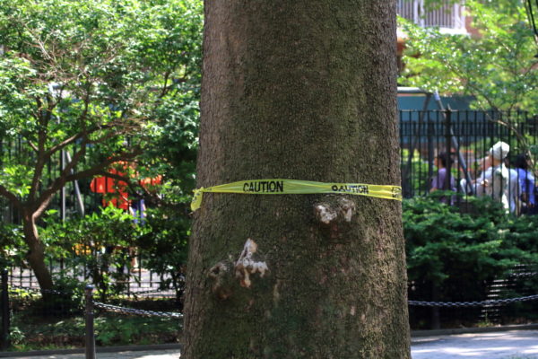 Washington Square Park tree with caution tape around it