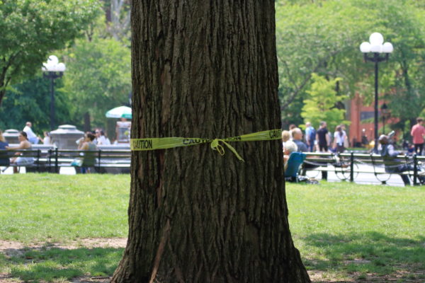 Washington Square Park tree with caution tape around it