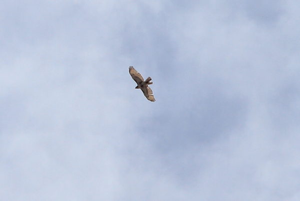 Young red-tailed hawk flying with tail feathers missing
