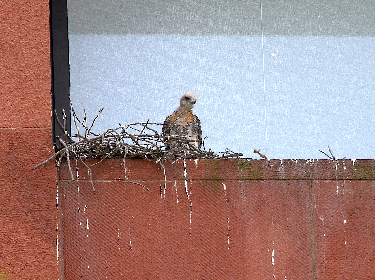 Hawk baby standing and watching the world