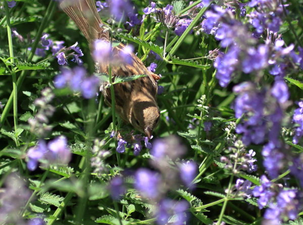 Sparrow eating Washington Square Park flowers