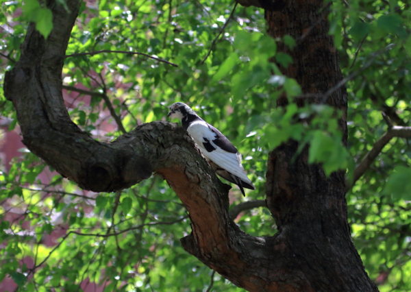 Dover the black and white pigeon in a tree
