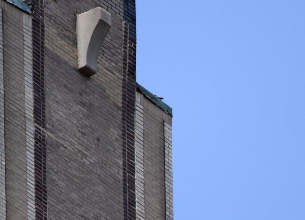 Hawk tail feathers sticking out low on One Fifth Avenue building top