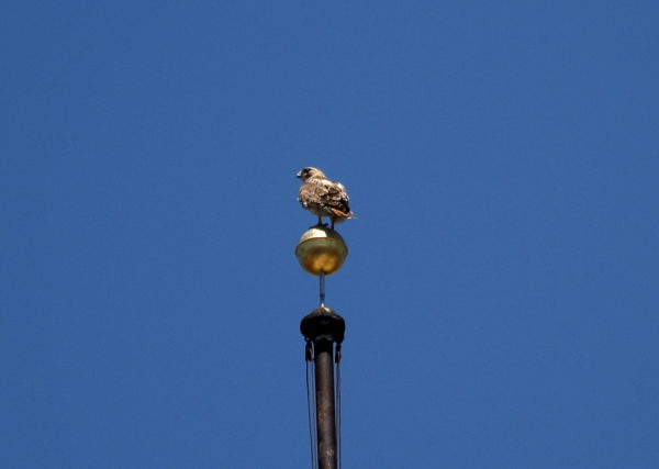 Juno Red-tailed Hawk sitting on NYU flag pole