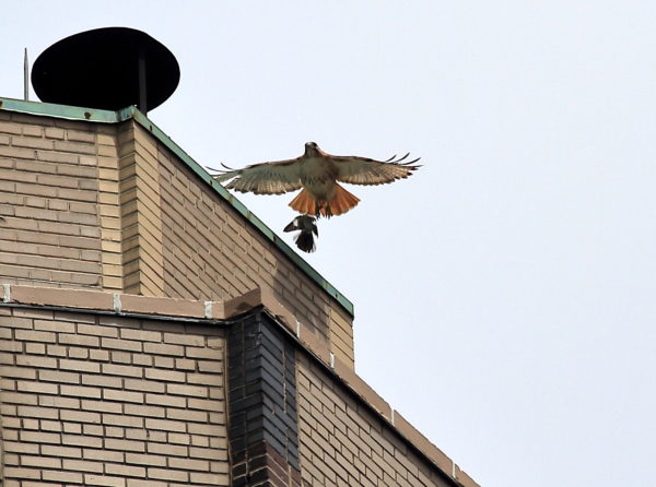 Juno male Red-tailed Hawk chased off building by Mockingbird