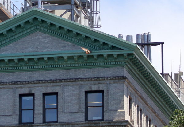 Male Hawk landing on NYU building