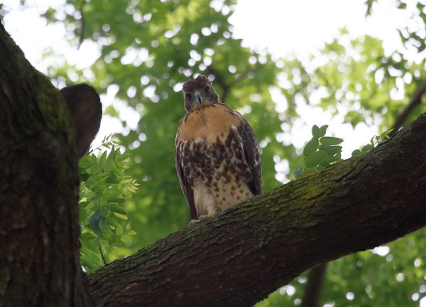 Red-tailed Hawk fledgling sitting in tree