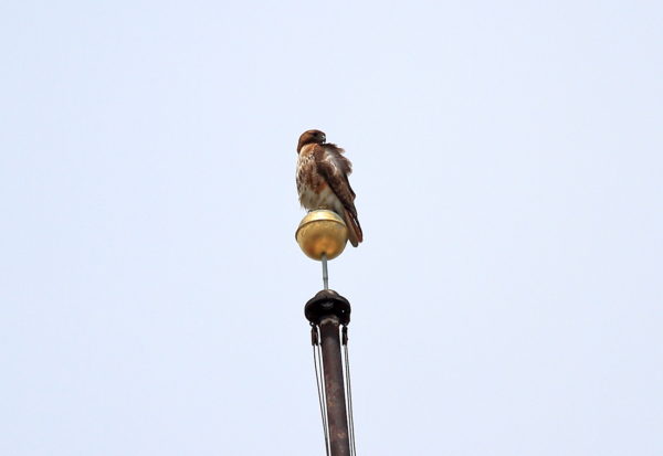 Sadie Hawk perched on NYU flag pole