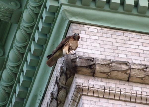 Sadie Hawk with prey on building
