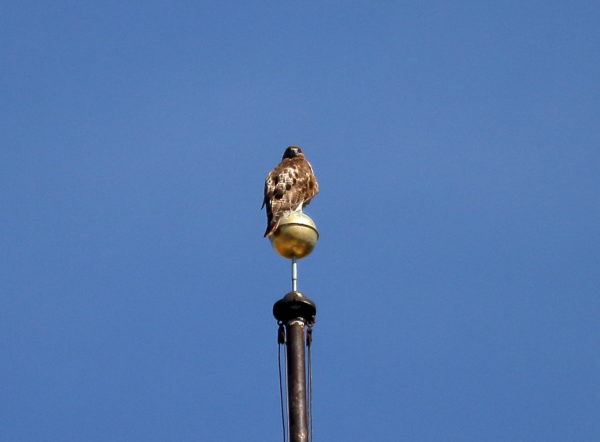 Sadie Red-tailed Hawk sitting on NYU flag pole