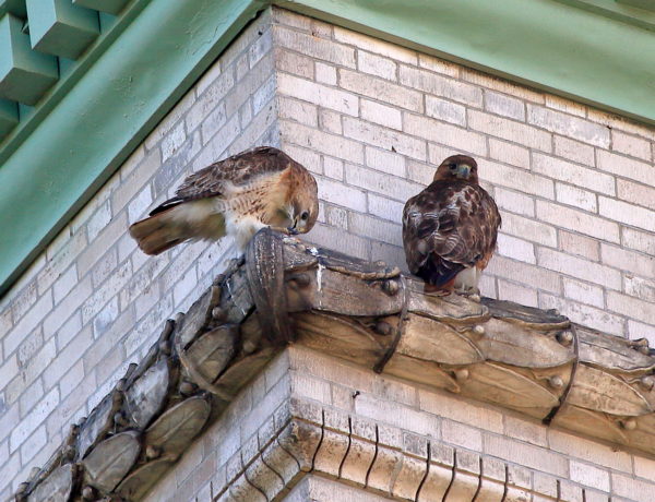 New male Hawk sitting next to Sadie on building