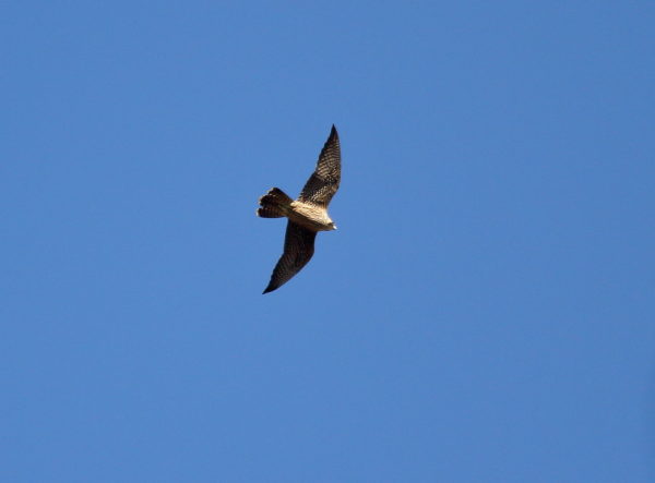 Peregrine Falcon flying over NYC