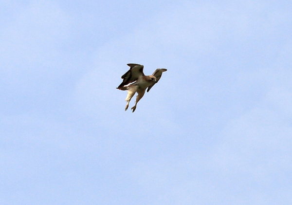 Red-tailed Hawk descending to prey