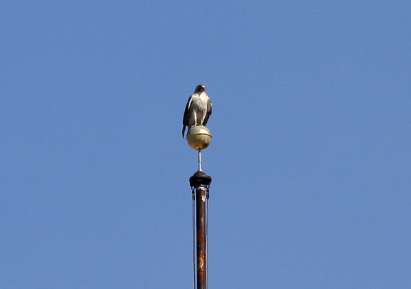 Juno Hawk sitting on NYU flag pole