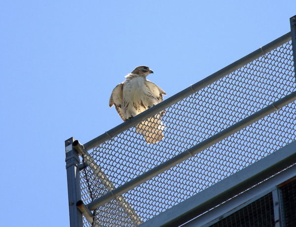 Male Hawk sitting on NYU Silver Center railing
