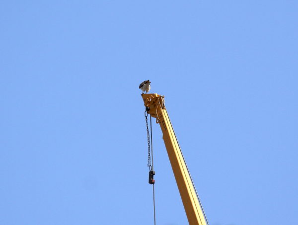 Red-tailed Hawk sitting on NYC construction crane