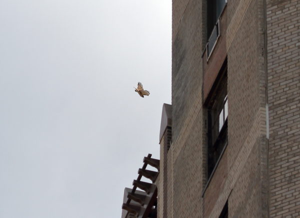 Sadie Hawk flying around One Fifth Avenue building