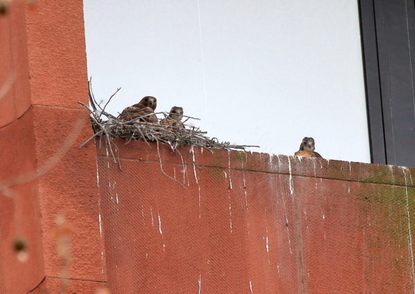 Sadie and two babies on nest ledge