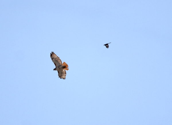 Juno the Hawk chased by Mockingbird