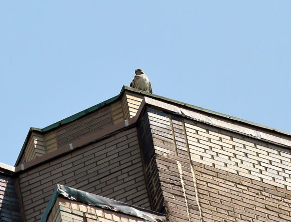 Juno the Red-tailed Hawk sitting atop One Fifth Avenue building