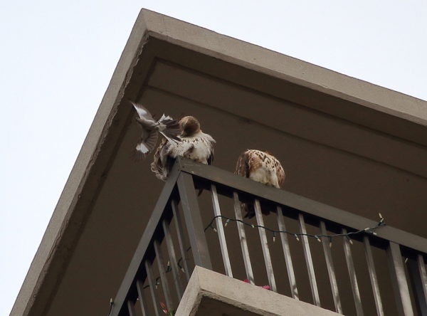 Mockingbird dive-bombs Red-tailed Hawks sitting on terrace