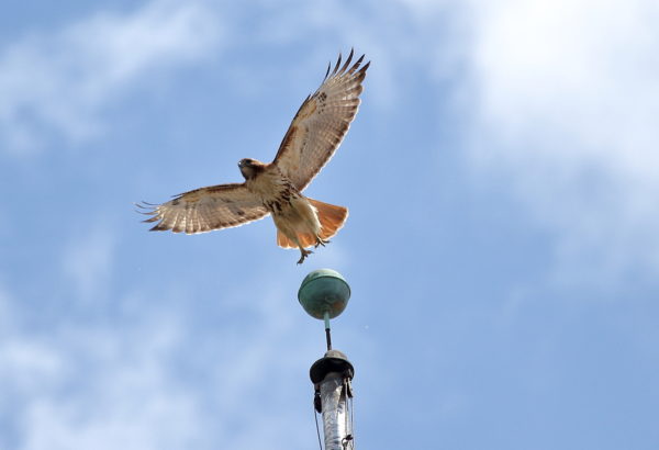 Sadie Hawk flying off flag pole