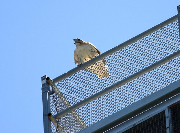 Male Hawk screaming on railing