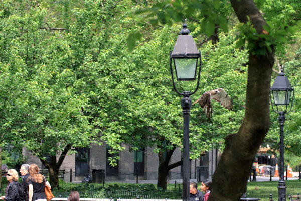 Red-tailed Hawk flying in park near people