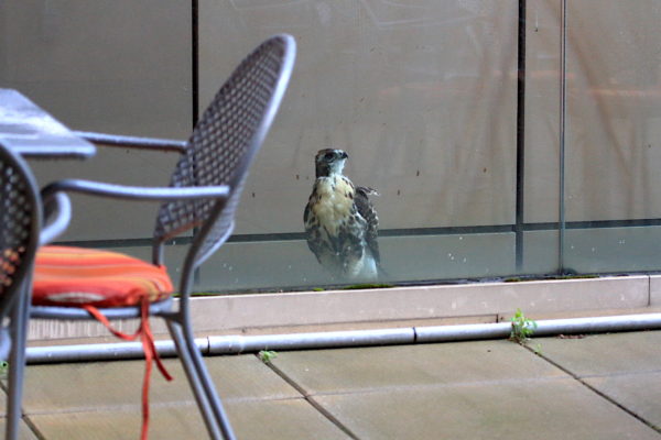 Fledgling Hawk sitting behind NYU Kimmel glass railing