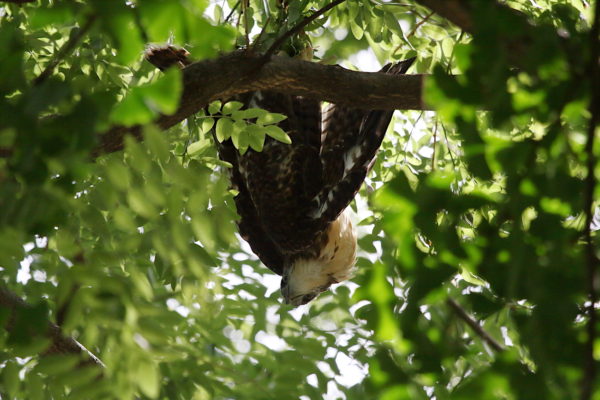Hawk baby hanging upside down in a park tree