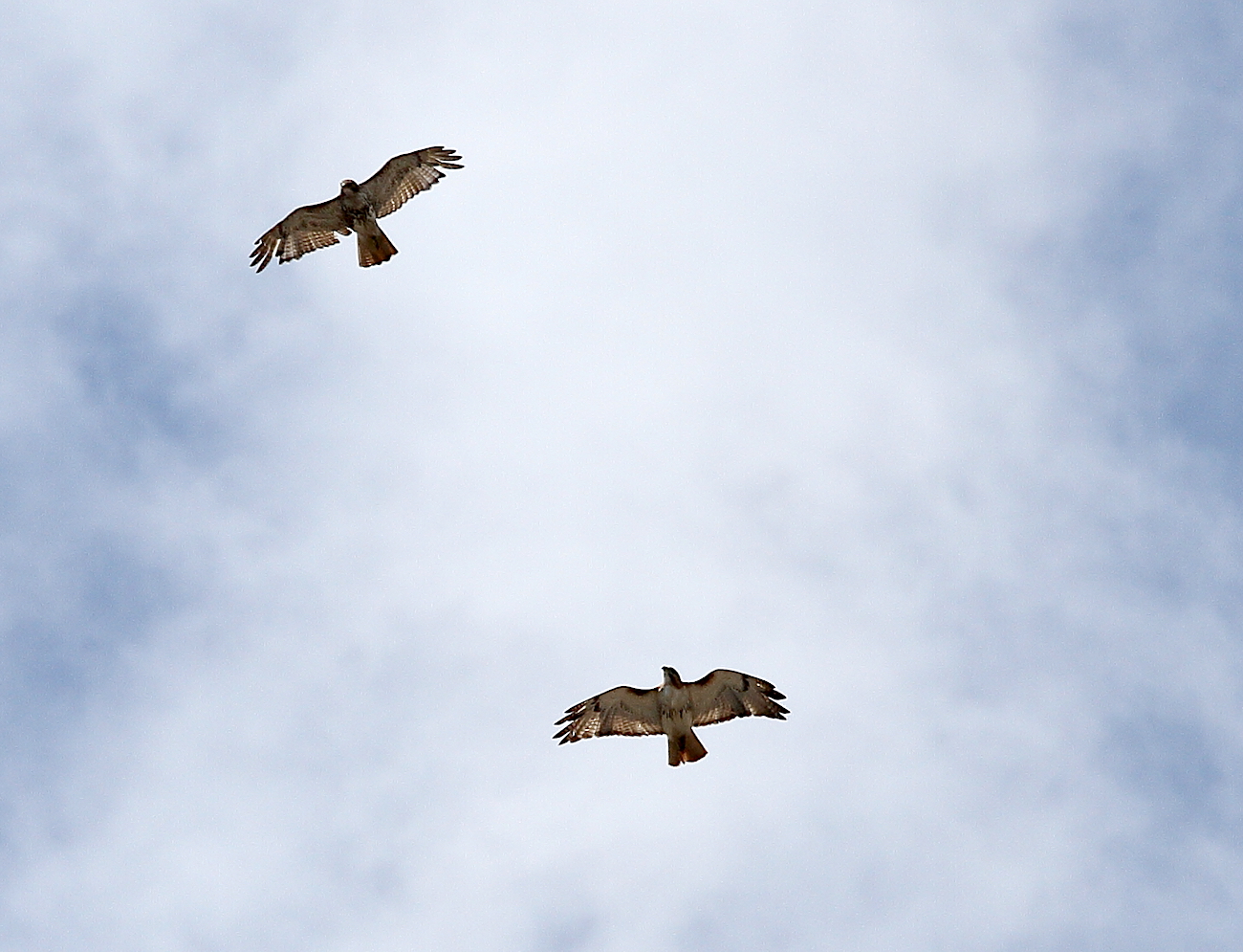 Juno the male Red-tailed Hawk chasing young Red-tailed Hawk