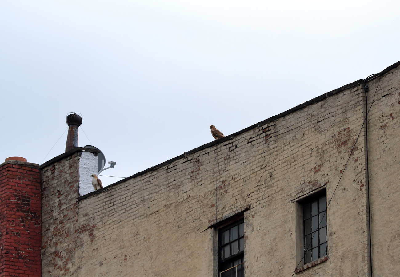 Mama Sadie Hawk delivers food for the fledgling – June 17th, 2019 ...