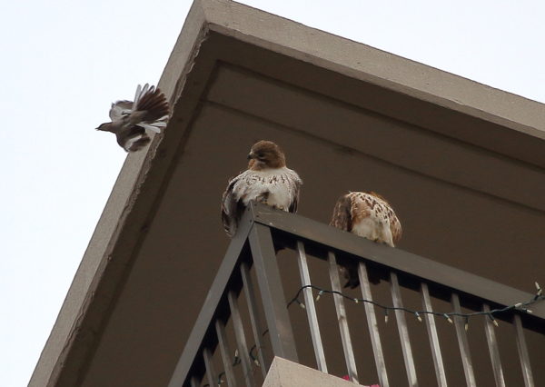Mockingbird dive-bombs Red-tailed Hawks sitting on terrace