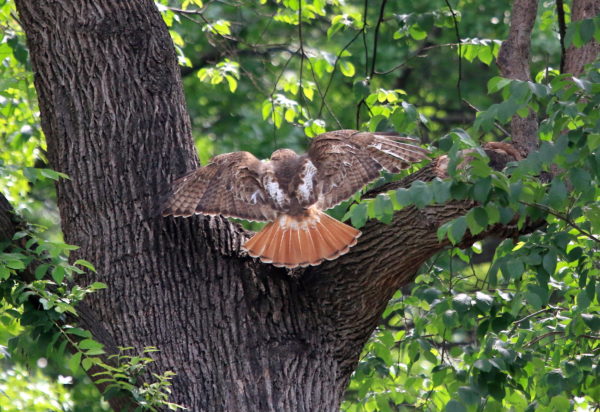 Red-tailed Hawk landing in Washington Square Park tree