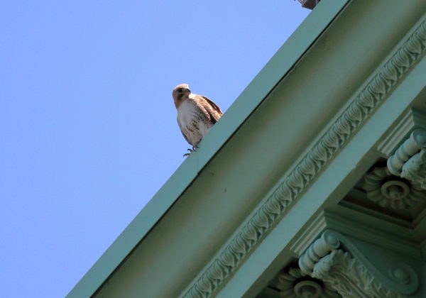 Red-tailed Hawk on green cornice