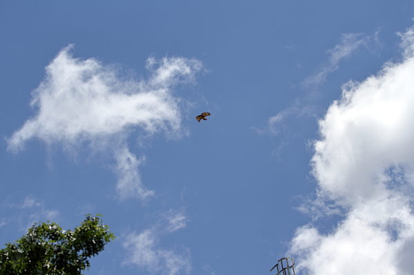 Sadie Hawk flying over Washington Square Park