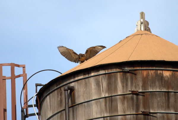 Red-tailed Hawk fledgling playing on water tower