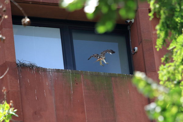 Male Hawk flying in to nest ledge corner