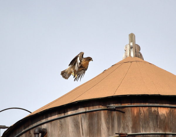 Fledgling Hawk flying onto water tower