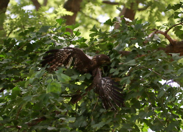 Hawk baby falling through tree branches