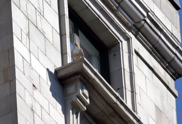 Juno standing on 114 5th Avenue window sill