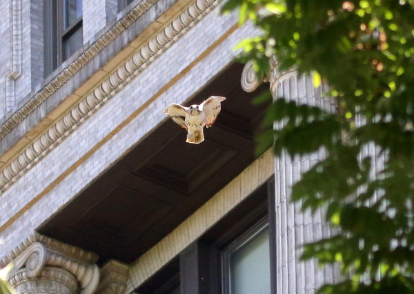 Male Red-tail diving to trees from building