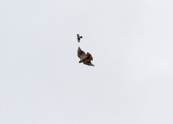 Mockingbird chasing flying Red-tailed Hawk