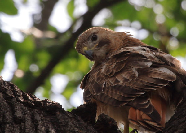 Red-tailed Hawk sitting Washington Square tree