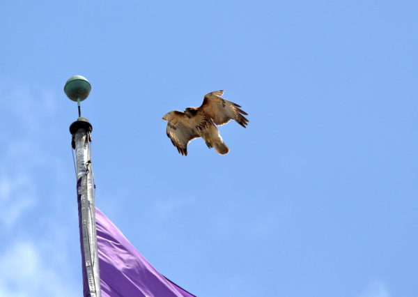 Sadie Hawk flying to flag pole